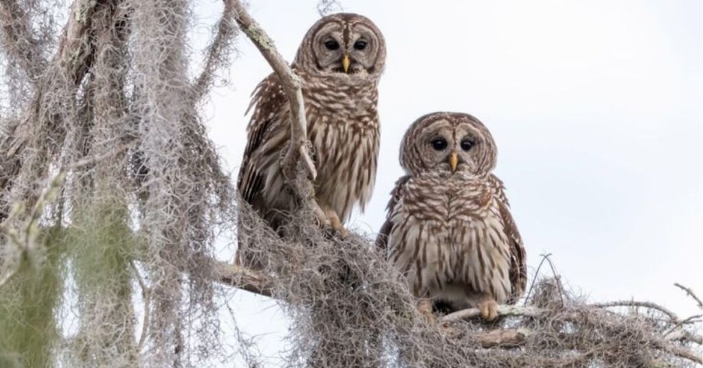 barred owl calls meaning