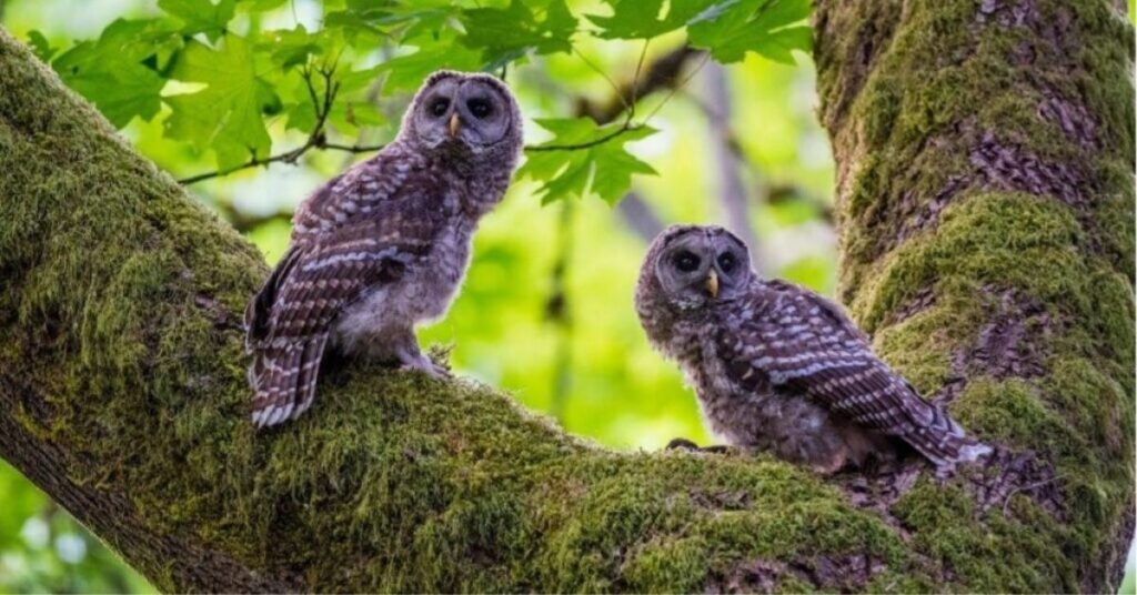 what does an owl symbolize