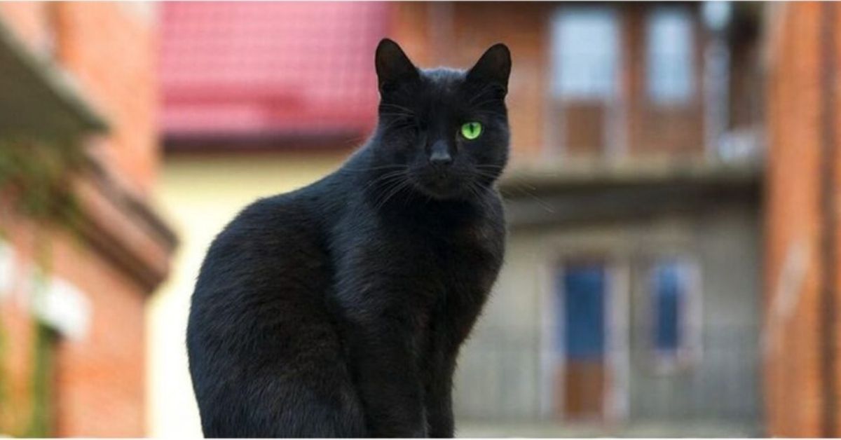 Black Cat Spiritual Meaning