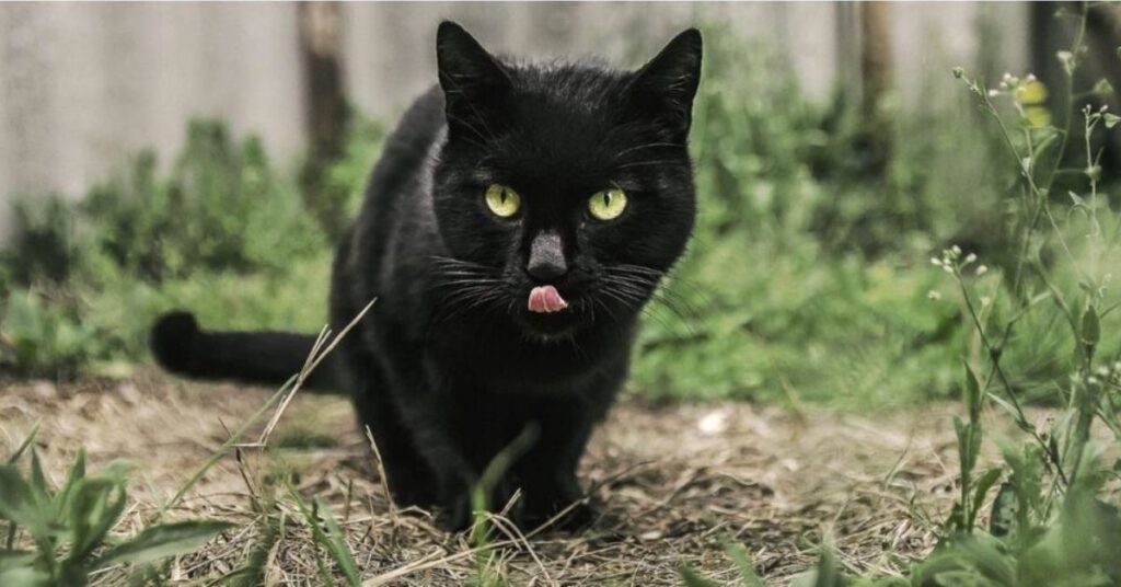 black cat totem