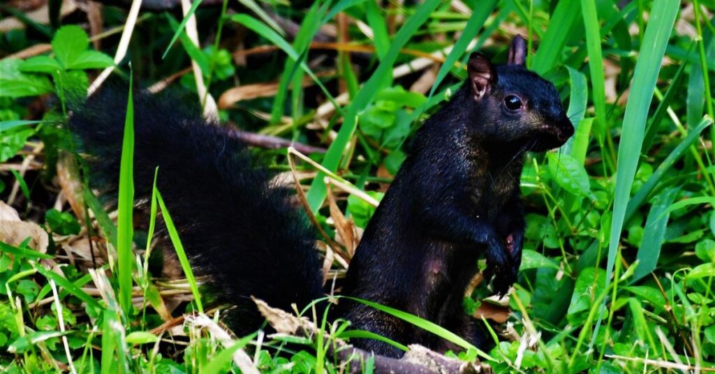 Black Squirrel Spirit Animal