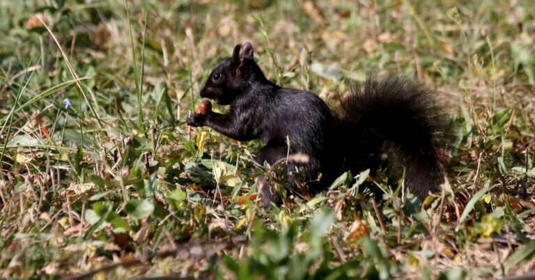 Black Squirrel Spiritual Meaning