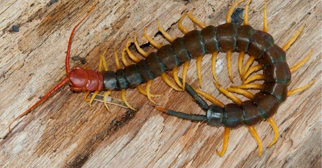 significance of centipede in native american traditions