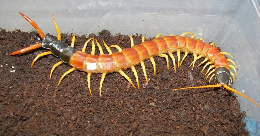 Centipede Power Animal