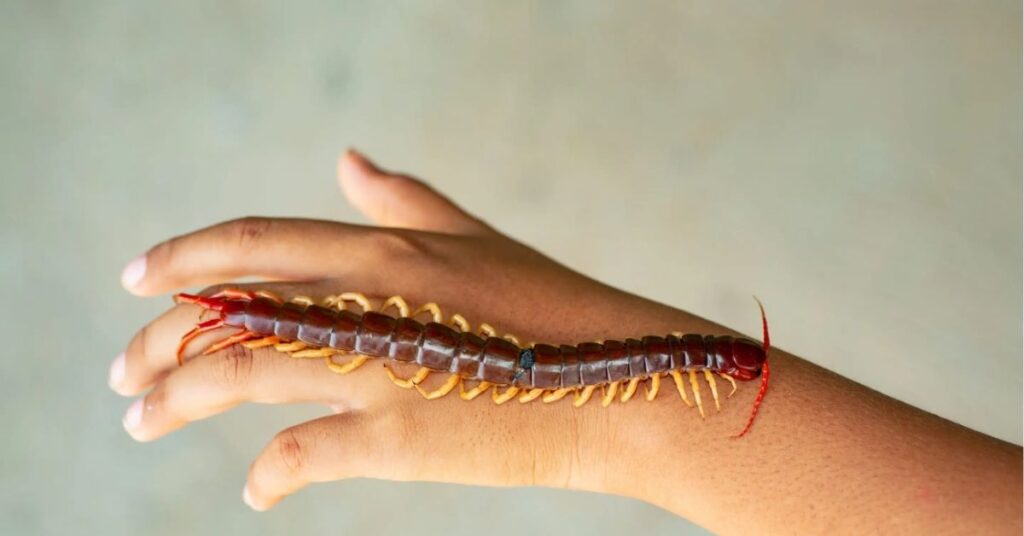 Centipede spiritual meaning