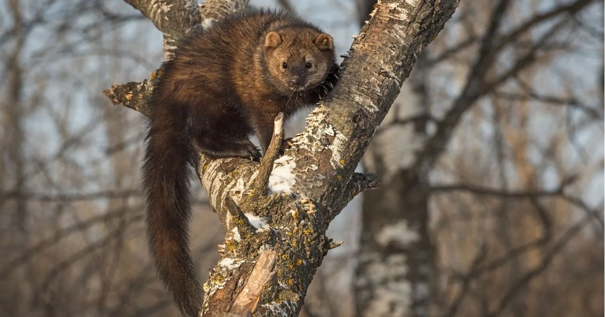 Fisher Cat Spiritual Meaning