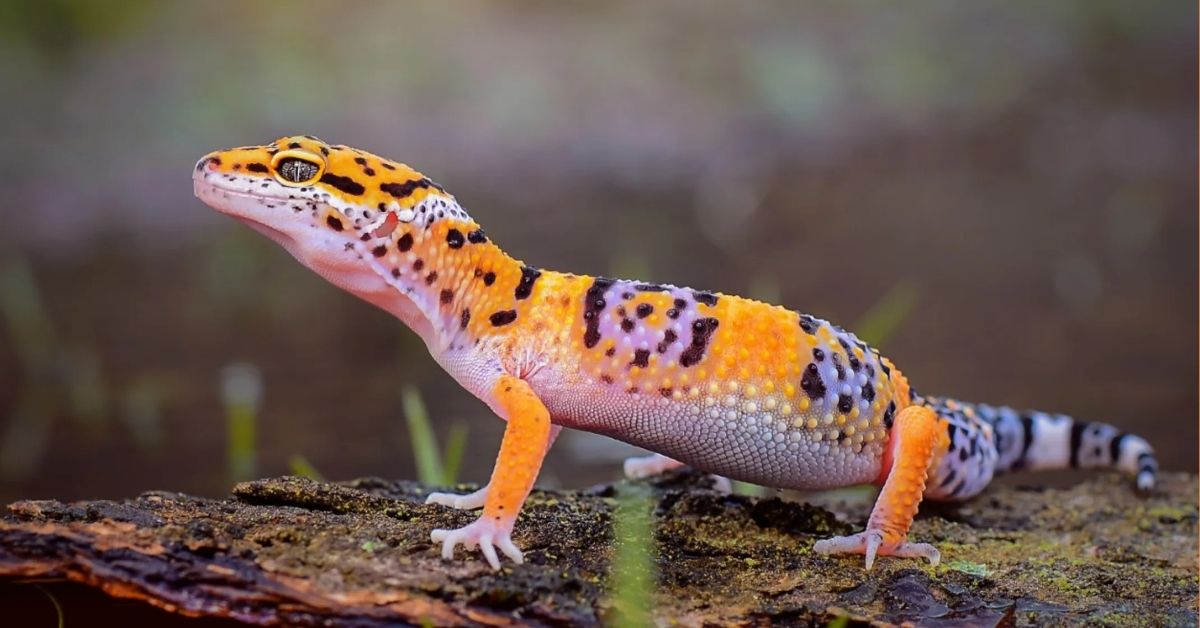 Gecko symbolism