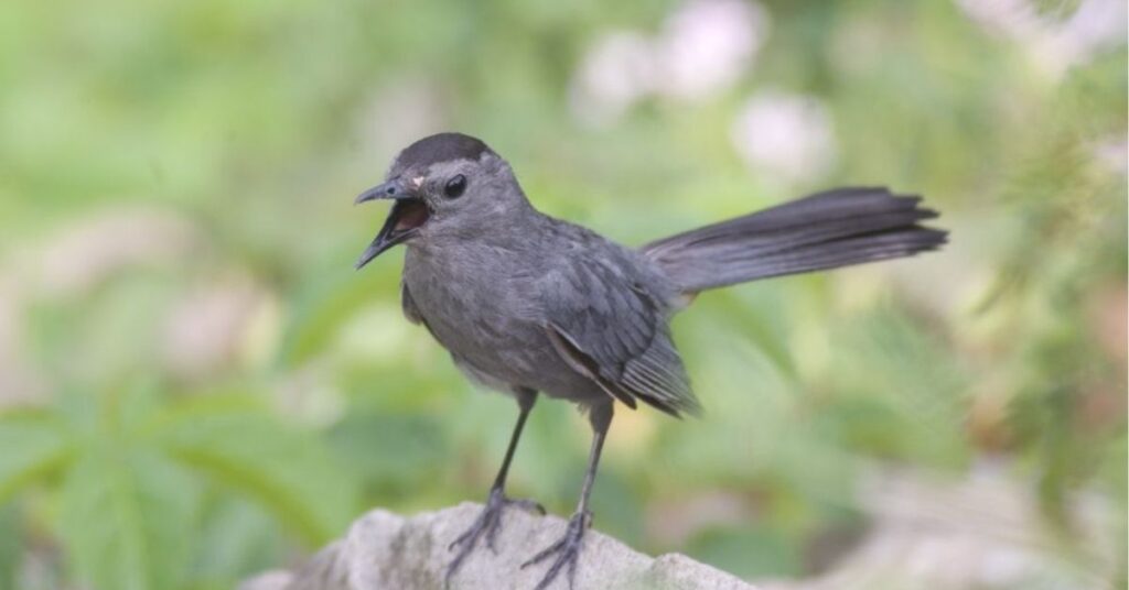 cat bird spiritual meaning