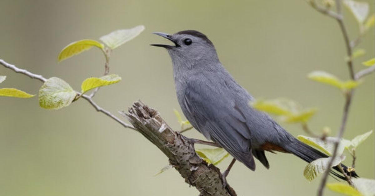 Gray Catbird Spiritual Meaning