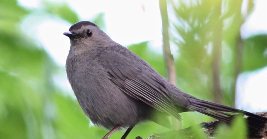 gray bird spiritual meaning