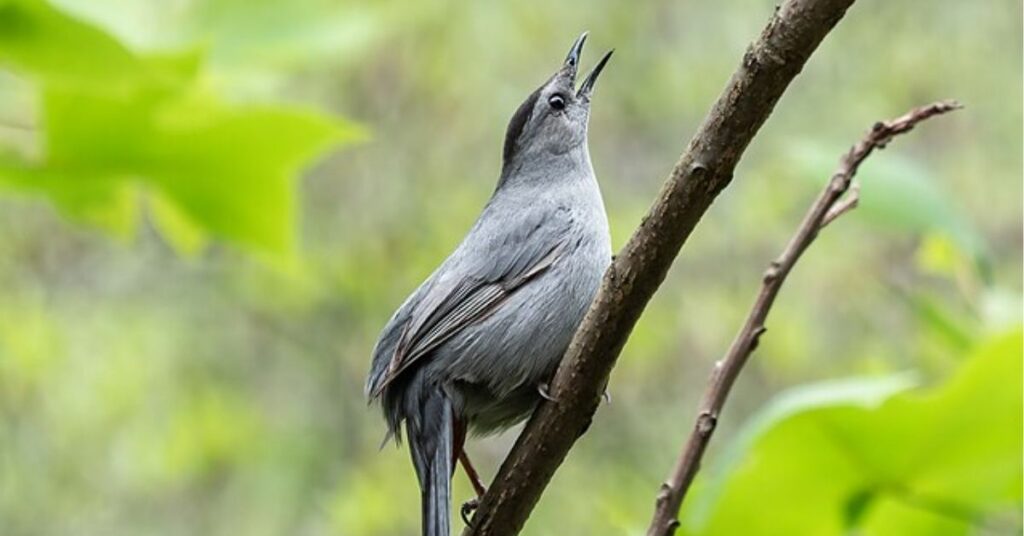 Gray Catbird Symbolism 