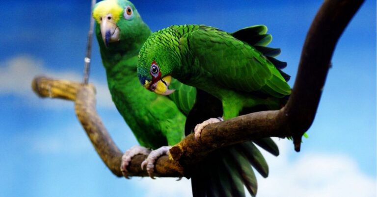 Green parrot symbolism