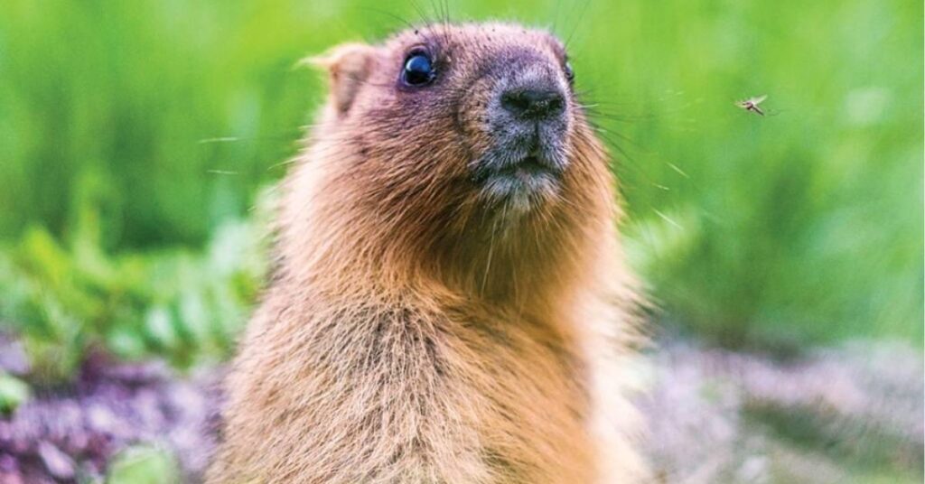 woodchuck symbolism