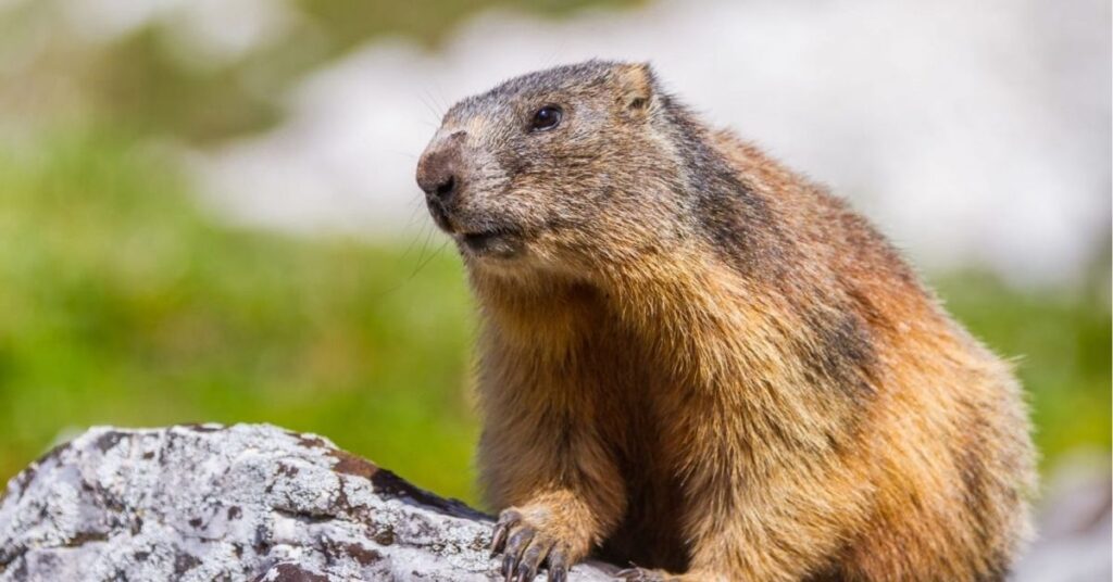 woodchuck spiritual meaning