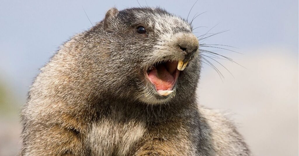 Groundhog Spiritual Meaning