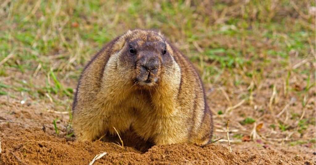 What does it mean when a groundhog crosses your path