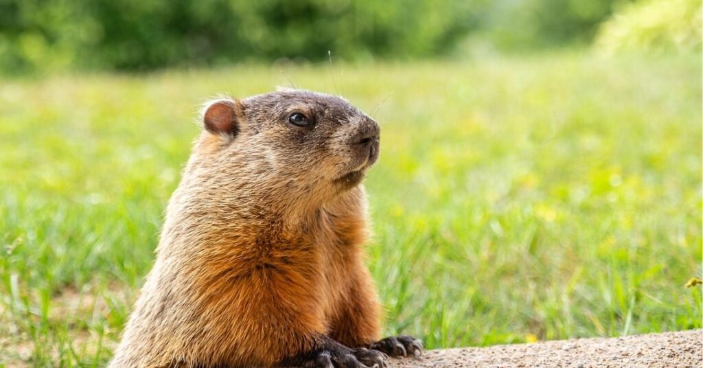 Is seeing a groundhog good luck