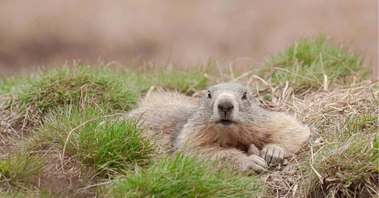 Groundhog Spiritual Meaning and Symbolism