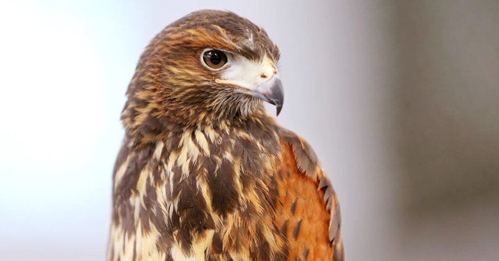 hawk feather meaning native american