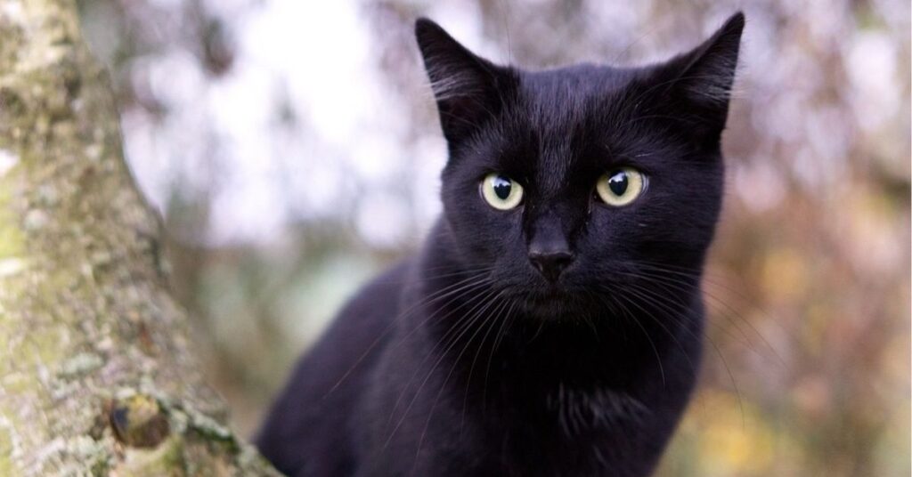 totem meaning of a black cat