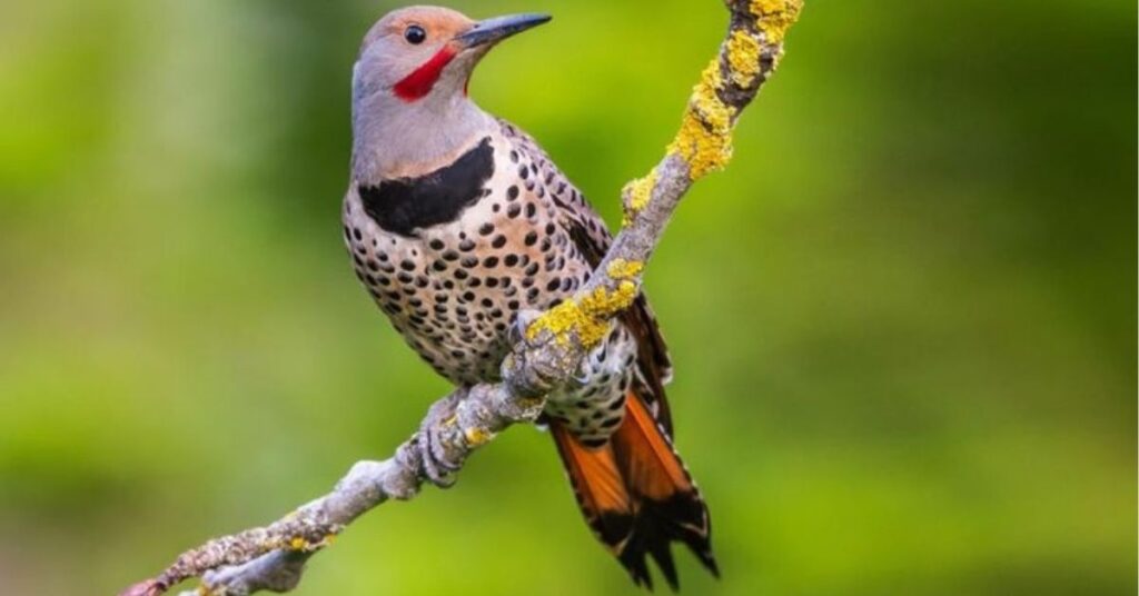 northern flicker spiritual meaning