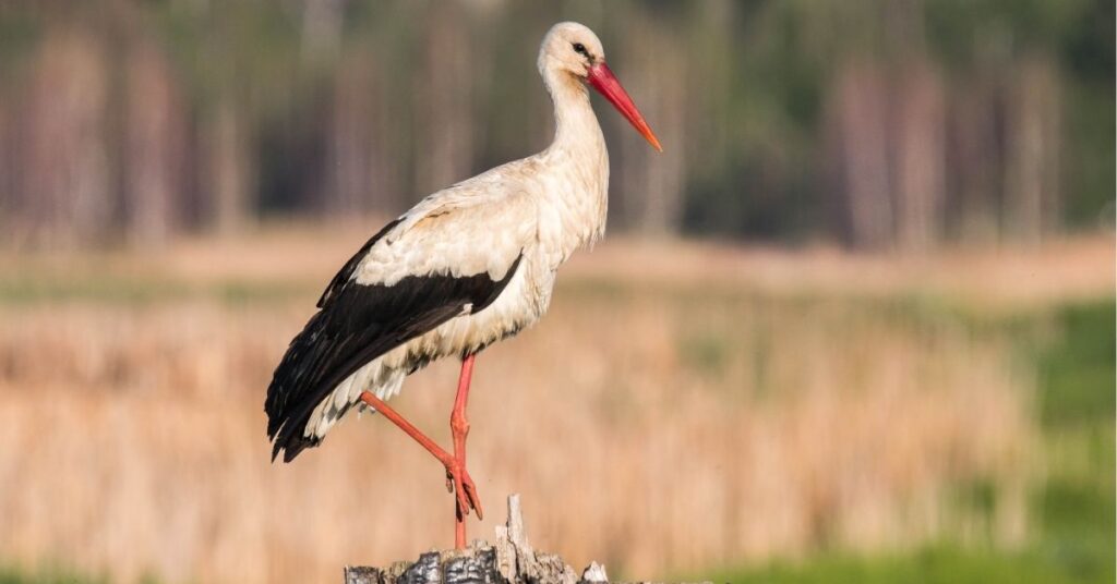 what does it mean when you see a stork