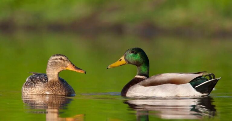 Mallard duck spiritual symbolism