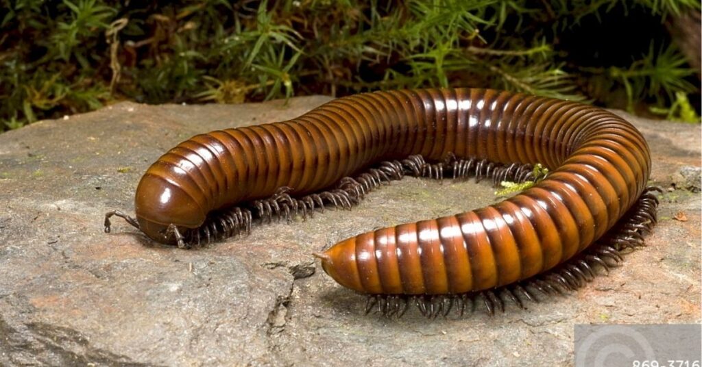 millipede in the house meaning