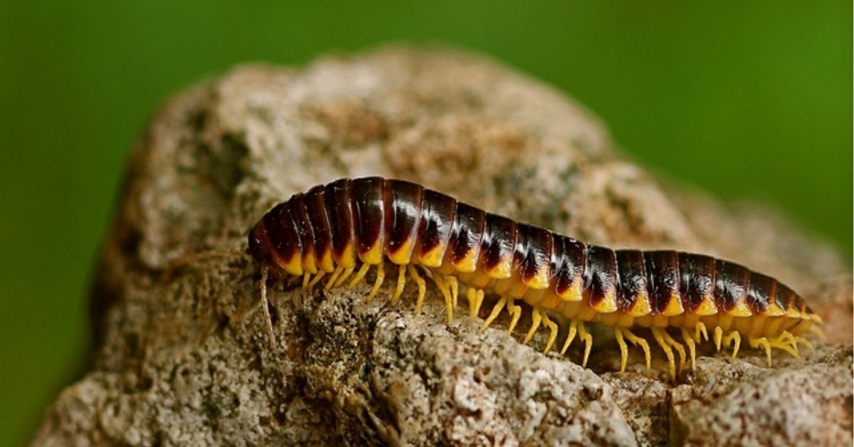 Millipede Spiritual Meaning, Symbolism, and Totem