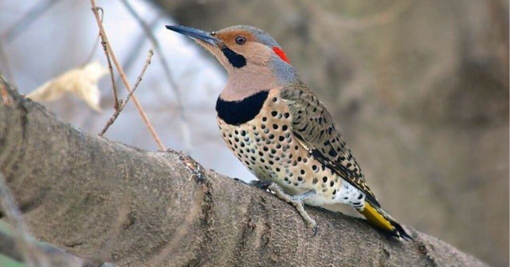 spiritual meaning of northern flicker