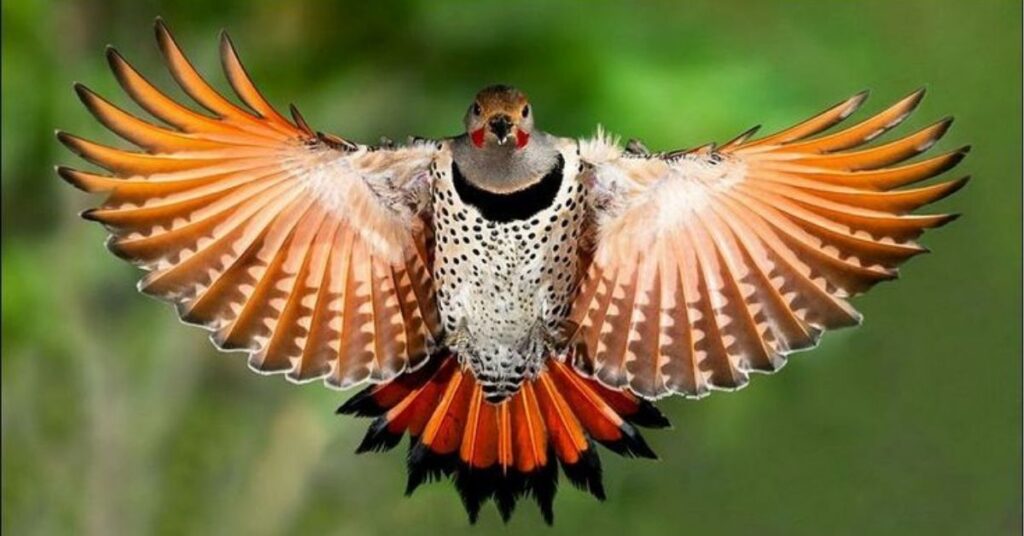 northern flicker feather meaning