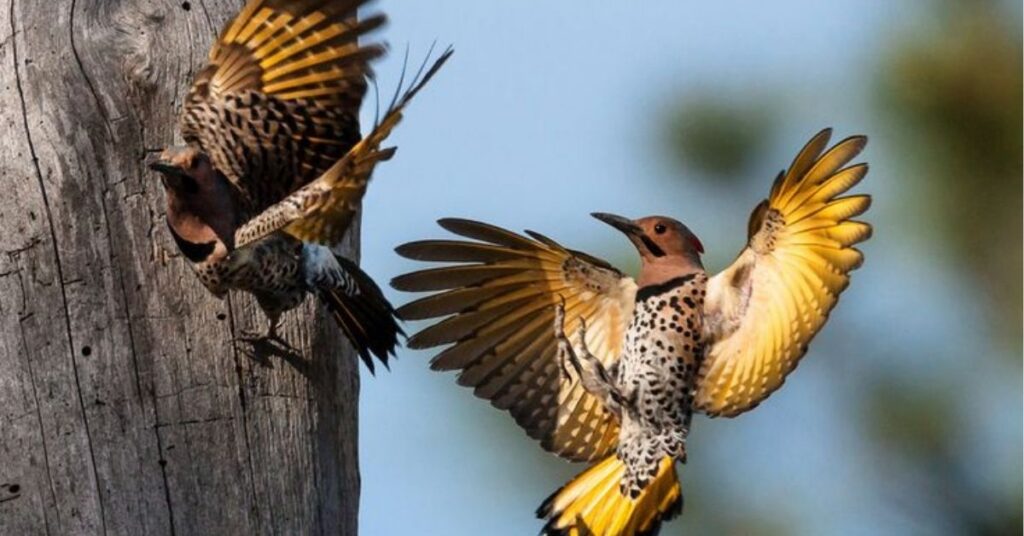 northern flicker meaning