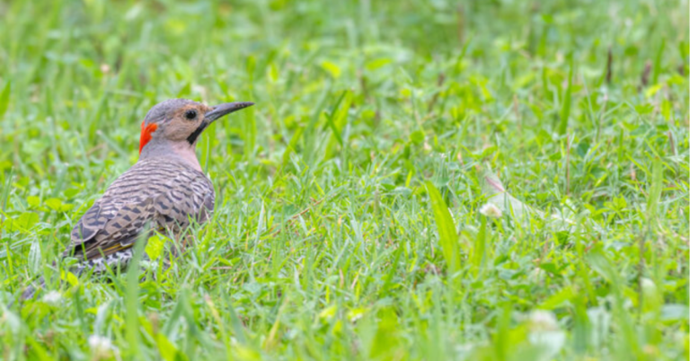 Northern Flicker Symbolism