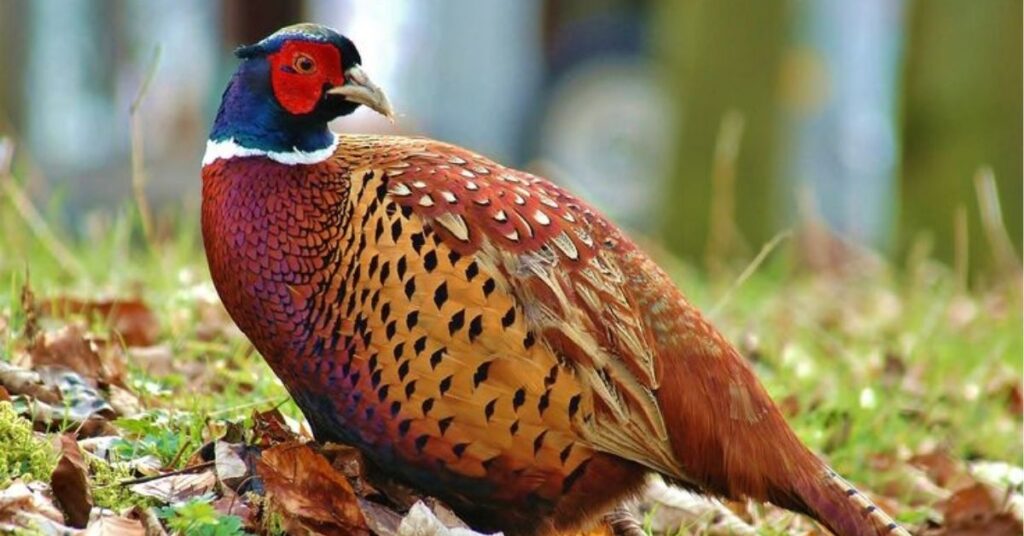 spiritual meaning of seeing a pheasant