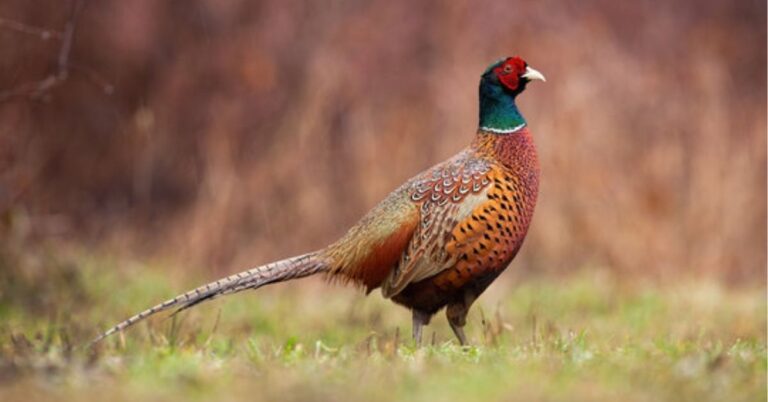 Pheasant symbolism