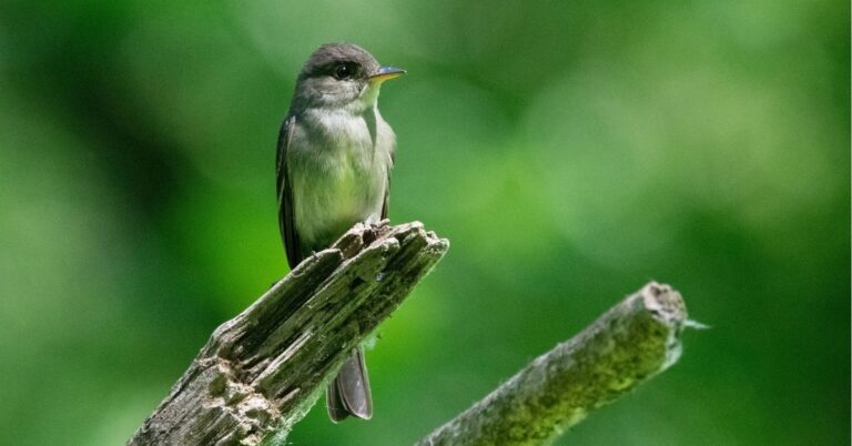 Phoebe Bird Spiritual Meaning