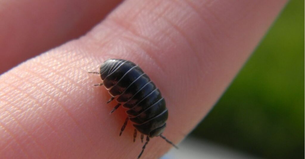 what do rolly pollies mean spiritually