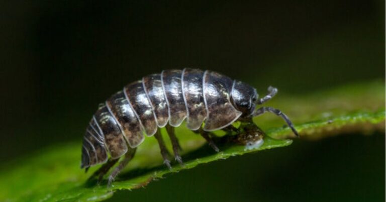 Roly Poly spiritual meaning