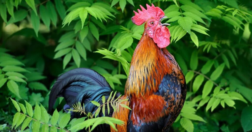 Rooster Symbolism 