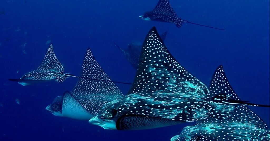 stingray animal totem