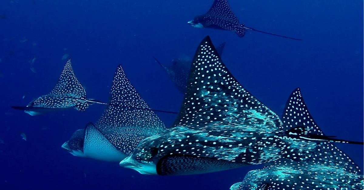 Spiritual Meanings of Stingray, Symbolism, Spirit, Dreams