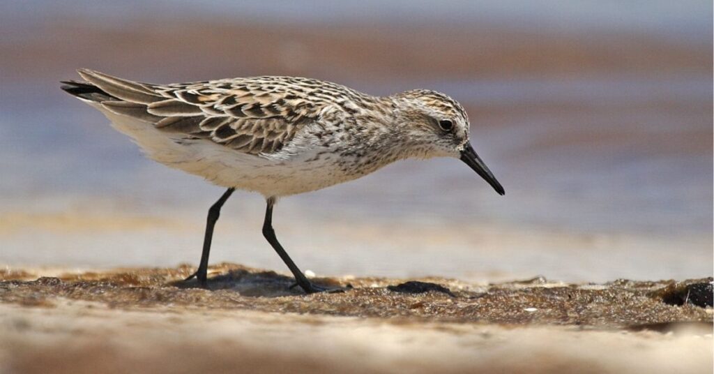 Sandpiper Spiritual Meaning