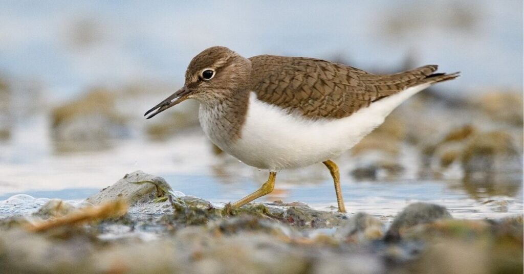 Sandpiper Spiritual Meaning