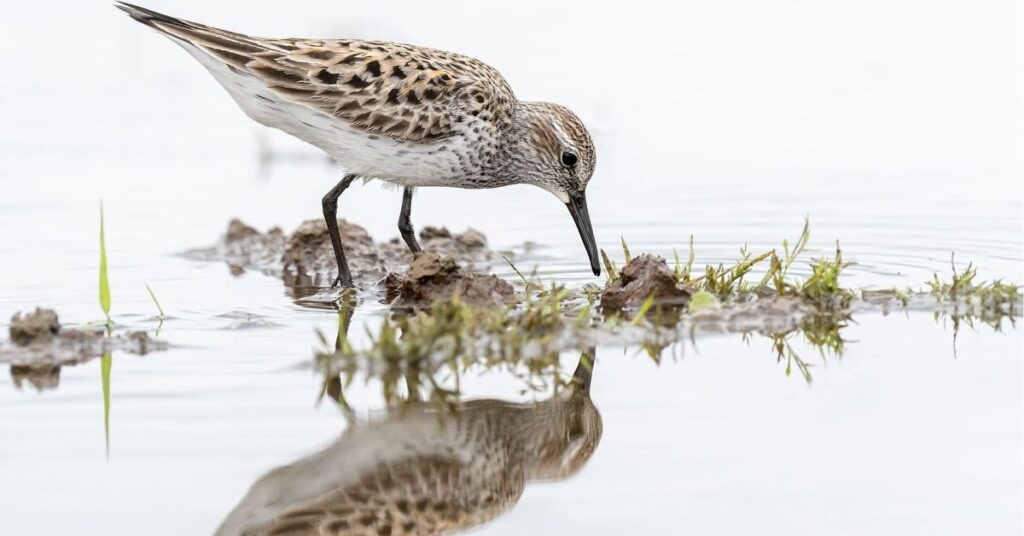 sandpiper tattoo