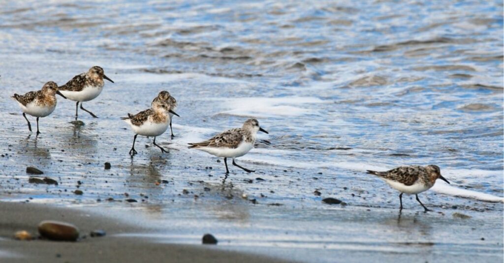 sandpiper animal 