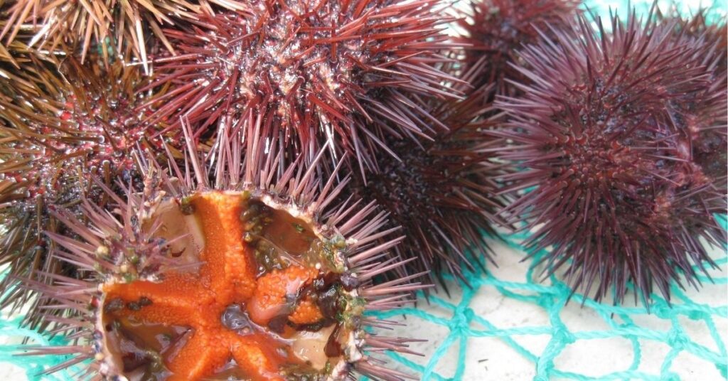 sea urchins spiritual meaning