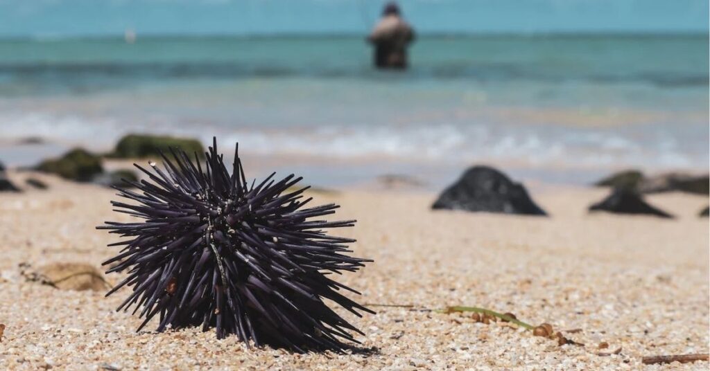 sea urchin meaning