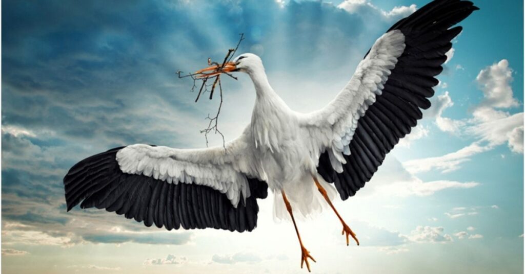 seeing a white stork meaning