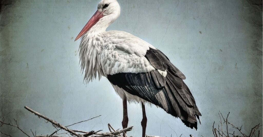 spiritual meaning of a stork