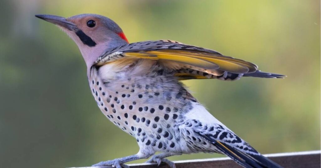 flicker bird spiritual meaning